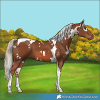 Horse Color:White Spotted Chestnut Tobiano 