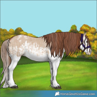 Horse Color:Red Dun Splash  and Red Dun Splash Appaloosa 