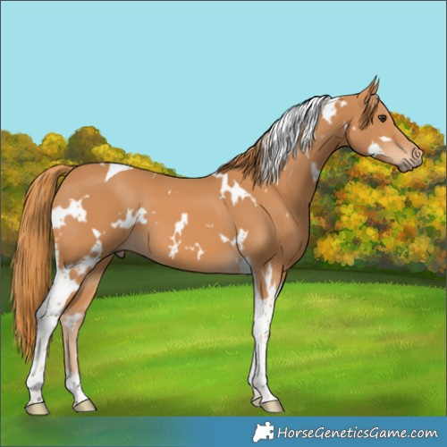 Horse Color:White Spotted Chestnut Tobiano 