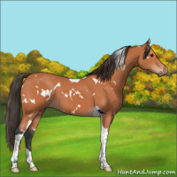 Horse Color:White Spotted Bay Tobiano