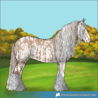 Horse Color:Red Dun Splash  and Red Dun Splash Blanket 