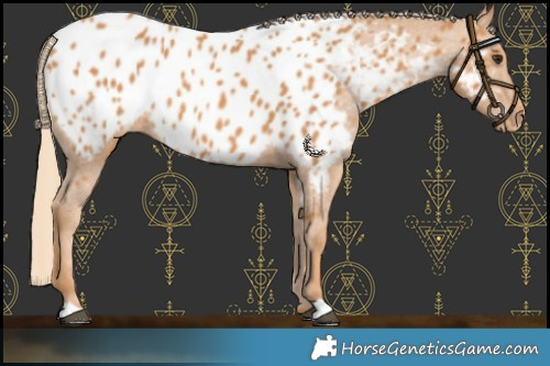 Horse Color:Chestnut Appaloosa 