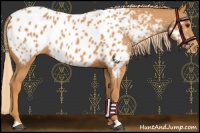 Horse Color:Chestnut Appaloosa