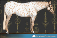 Horse Color:Chestnut Near Leopard 