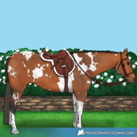 Horse Color:White Spotted Bay Tobiano 