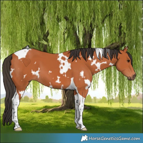 Horse Color:White Spotted Bay Tobiano 