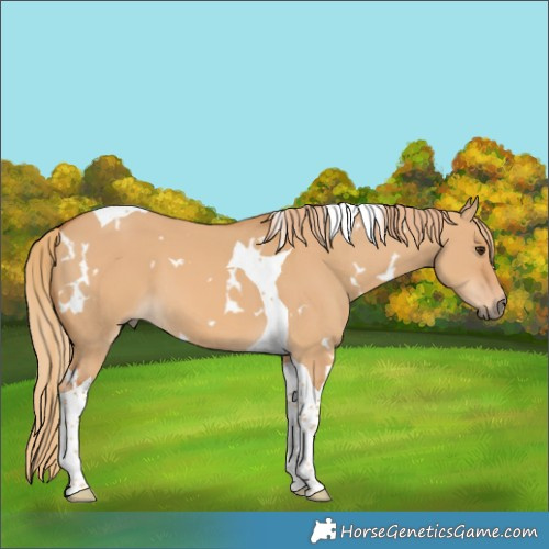 Horse Color:White Spotted Red Dun Tobiano 