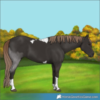 Horse Color:Liver Chestnut Tobiano 