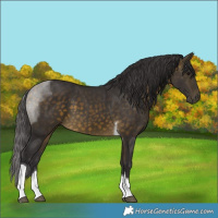 Horse Color:Buckskin Tobiano 