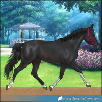 Horse Color:Brown Tobiano 