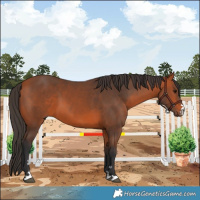 Horse Color:Bay 