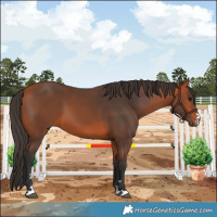 Horse Color:Bay 