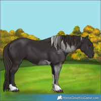 Horse Color:Liver Chestnut Tobiano 