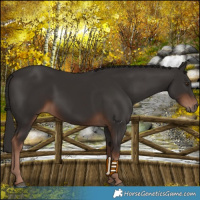 Horse Color:Liver Chestnut 