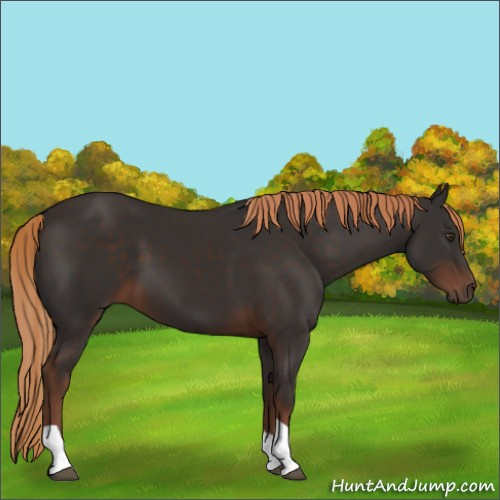 Horse Color:Liver Chestnut Tobiano