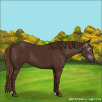 Horse Color:Gray Chestnut 
