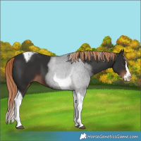 Horse Color:Liver Chestnut Splash Tobiano