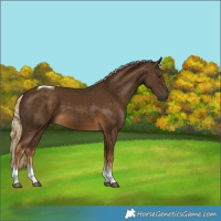 Horse Color:Chocolate Palomino Tobiano 