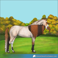 Horse Color:Buckskin Roan and Buckskin Roan Pearl Splash
