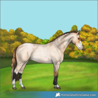 Horse Color:Buckskin Roan and Buckskin Roan Pearl Splash