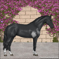 Horse Color:Black Tobiano 