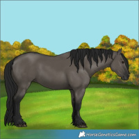 Horse Color:Gray Grullo 