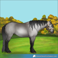 Horse Color:Gray Grullo 