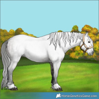 Horse Color:Gray Grullo