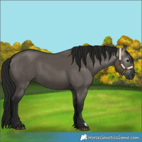 Horse Color:Gray Grullo 