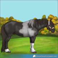 Horse Color:Liver Chestnut Tobiano