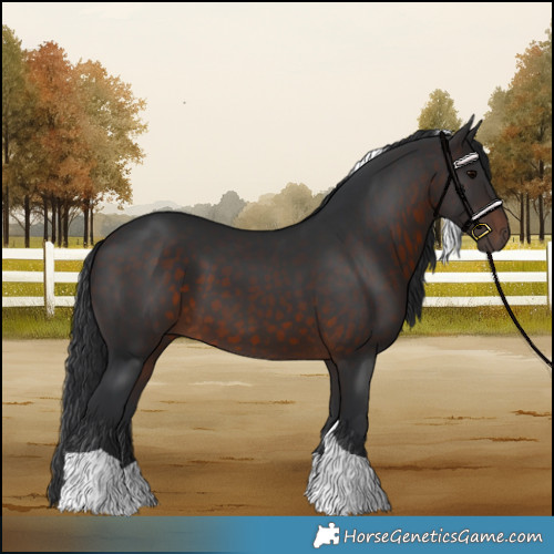 Horse Color:Brown Tobiano 