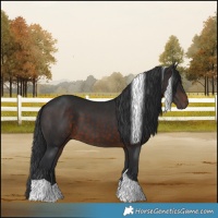 Horse Color:Brown Tobiano 