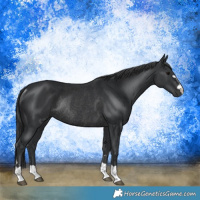 Horse Color:Black Rabicano