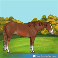 Horse Color:Chestnut Splash 