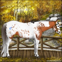 Horse Color:Bay Splash Tobiano Appaloosa  and Bay Splash Tobiano Appaloosa 