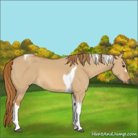 Horse Color:Red Dun Tobiano 