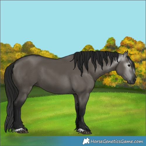 Horse Color:Gray Grullo 