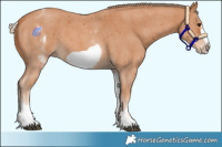 Horse Color:White Spotted Chestnut Sabino Frame 