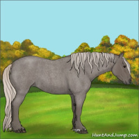 Horse Color:Silver Blue Roan 