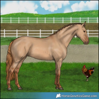 Horse Color:Red Dun 