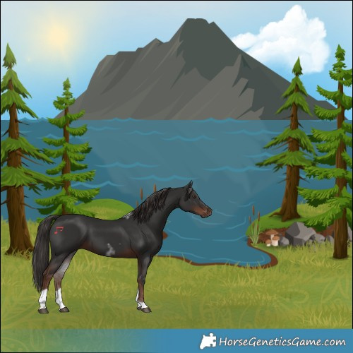 Horse Color:Liver Chestnut Tobiano 