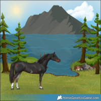 Horse Color:Liver Chestnut Tobiano 