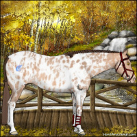 Horse Color:Amber Champagne Tobiano Appaloosa  and Amber Champagne Tobiano Appaloosa 