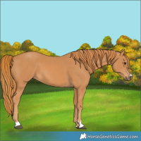 Horse Color:Chestnut 