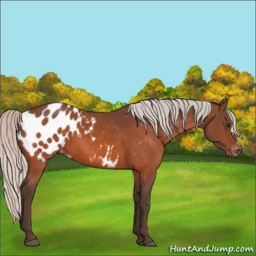 Horse Color:Silver Brown Appaloosa 