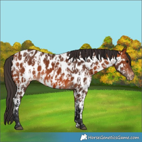 Horse Color:Bay Appaloosa  and Bay Appaloosa 