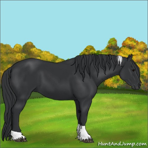 Horse Color:Black Tobiano Rabicano