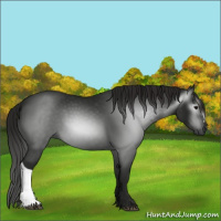 Horse Color:Gray Smoky Black