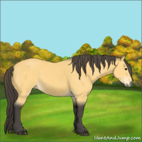 Horse Color:Buckskin 
