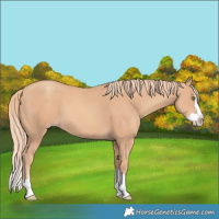 Horse Color:Gold Champagne Splash 